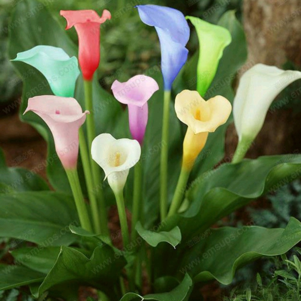 Meet your Posher, Kem